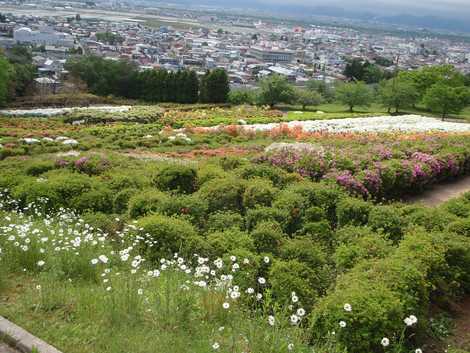 寒河江公園つつじ園 山形 花の名所 の施設情報 いつもnavi