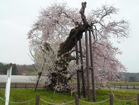 米沢の千歳桜の画像