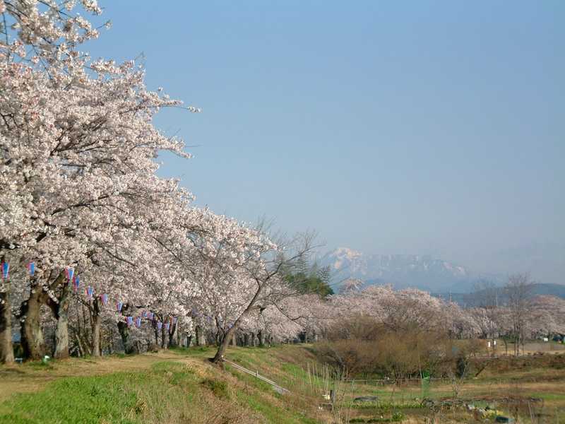 思川金崎堤の画像