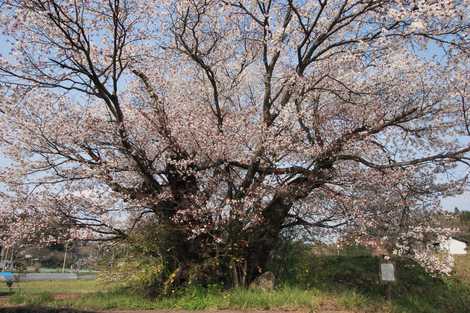 小山のヤマザクラの画像