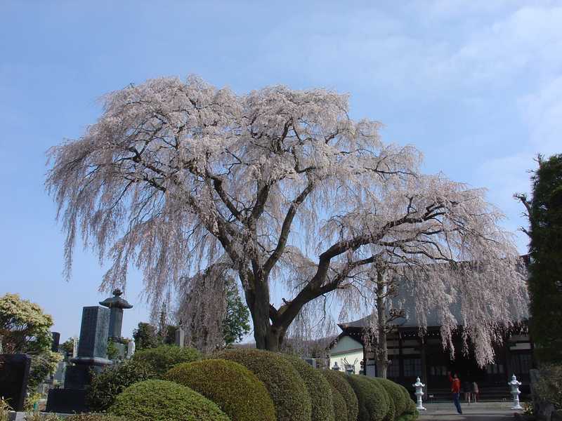 光明寺の画像