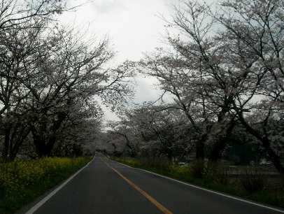 早乙女の桜並木の画像