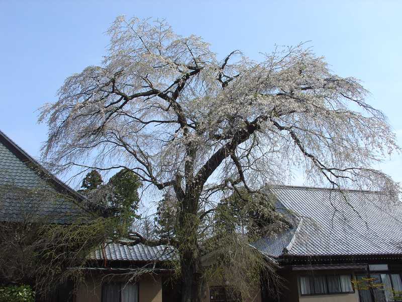 妙伝寺の画像