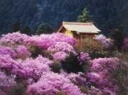 岩根神社の画像