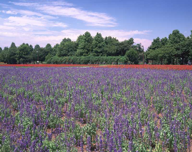 大宮花の丘の画像