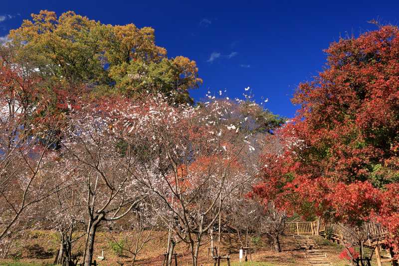 城峯公園の画像