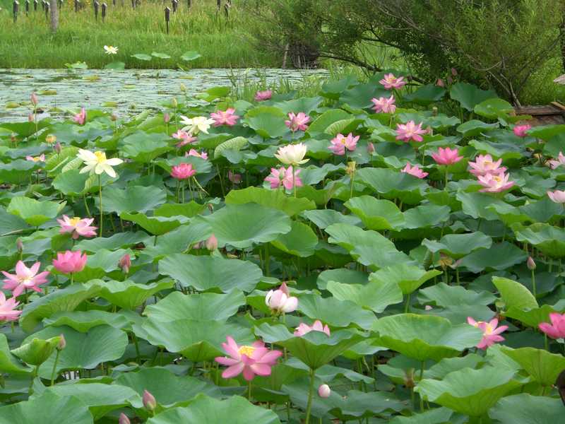 水郷佐原あやめパークの画像