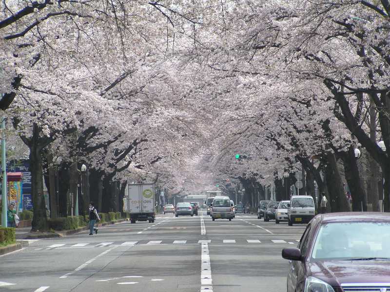 国立大学通りの画像