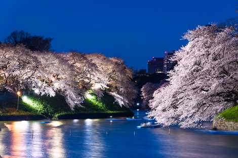 千鳥ヶ淵 千鳥ヶ淵の画像