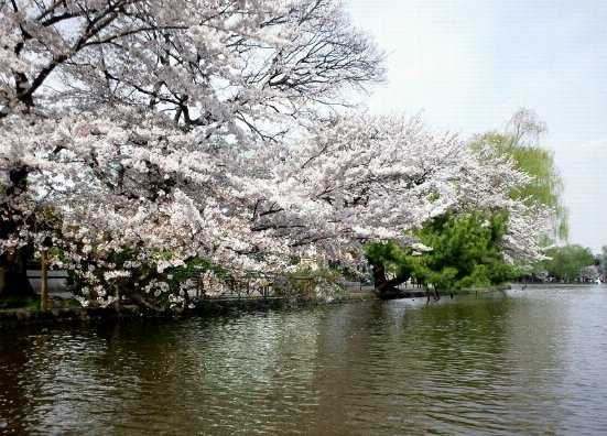 都立石神井公園の画像