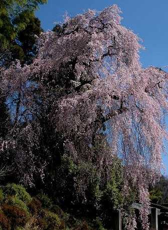 梅岩寺の画像