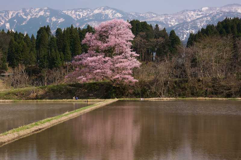 向野の桜の画像