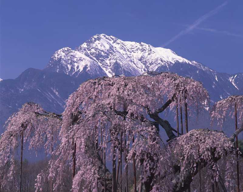 神田の大糸桜 小海線沿線 八ヶ岳 の施設情報 ゼンリンいつもnavi