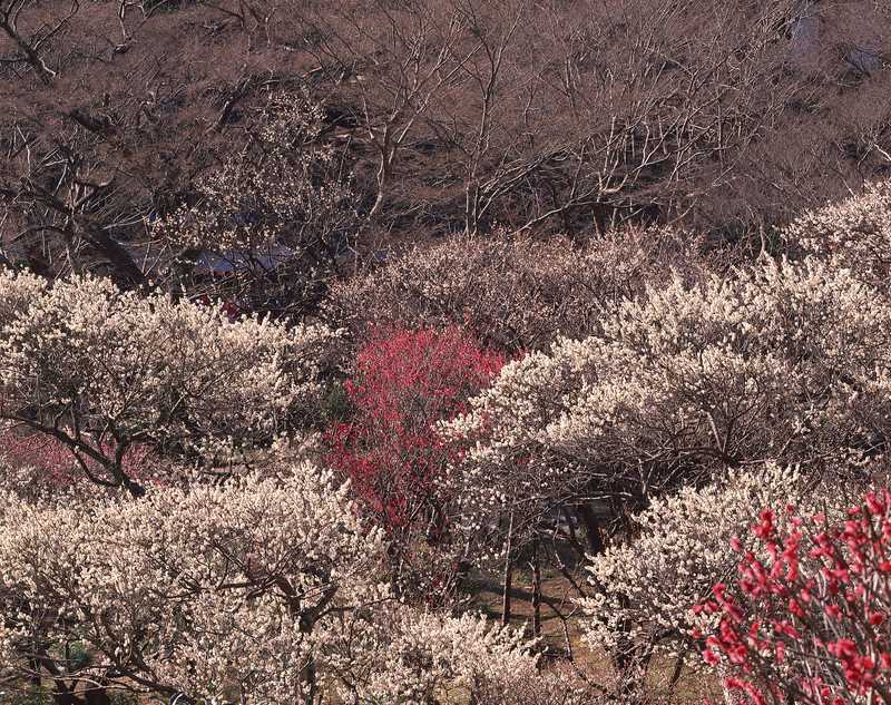 熱海梅園の画像