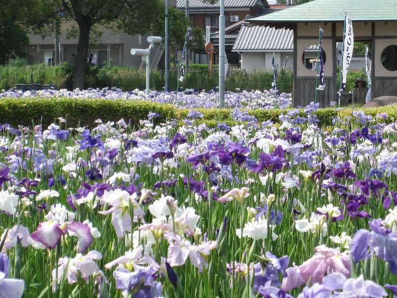 油ヶ渕花しょうぶ園の画像