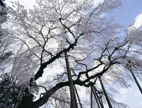 奥山田の枝垂桜の画像