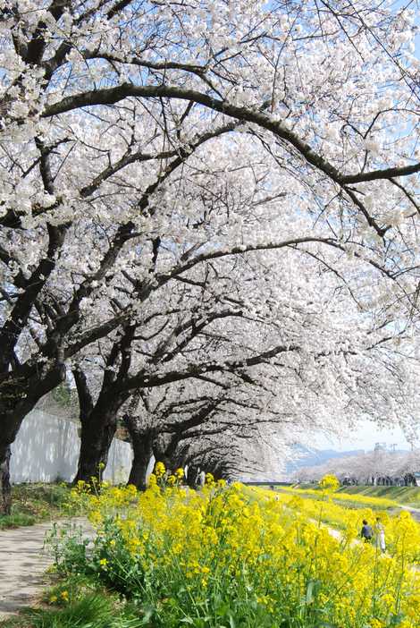 諏訪の桜トンネル及び佐奈川堤 豊橋 渥美 奥三河 花の名所 の施設情報 いつもnavi