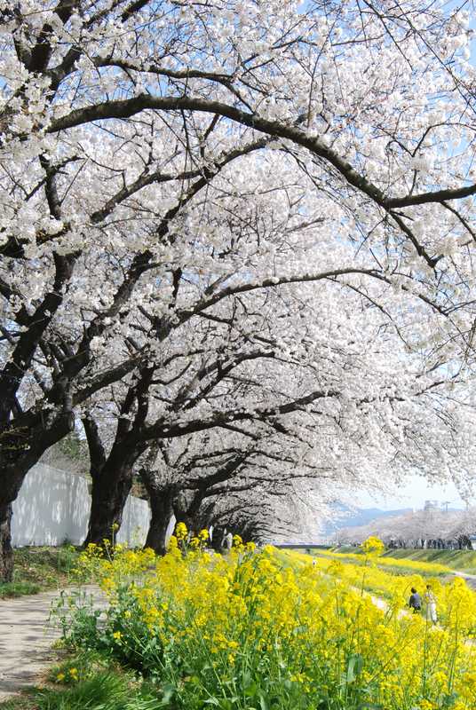 諏訪の桜トンネル及び佐奈川堤 豊橋 渥美 奥三河 の施設情報 ゼンリンいつもnavi