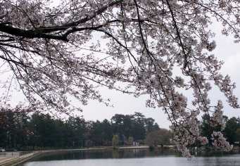 天王川公園の画像