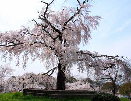 円山公園の画像