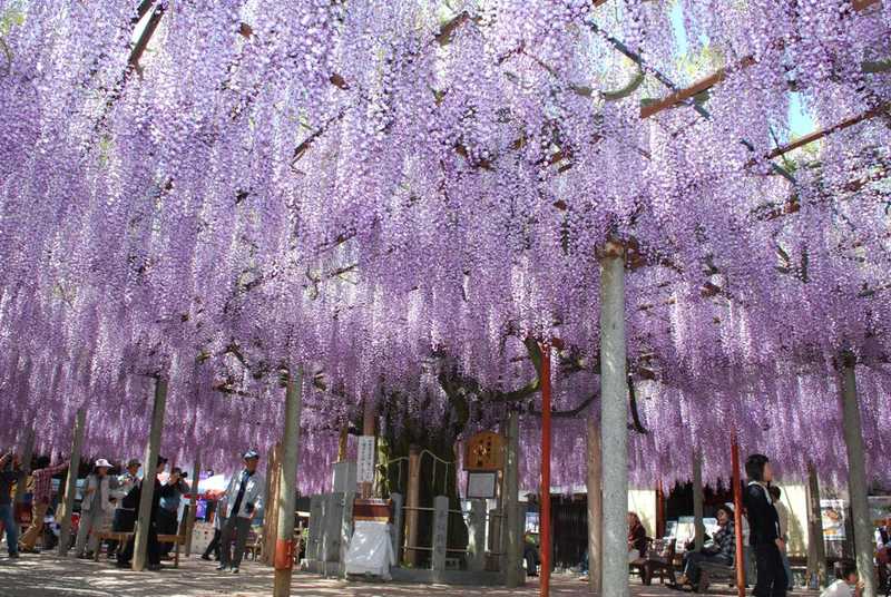 大歳神社の画像