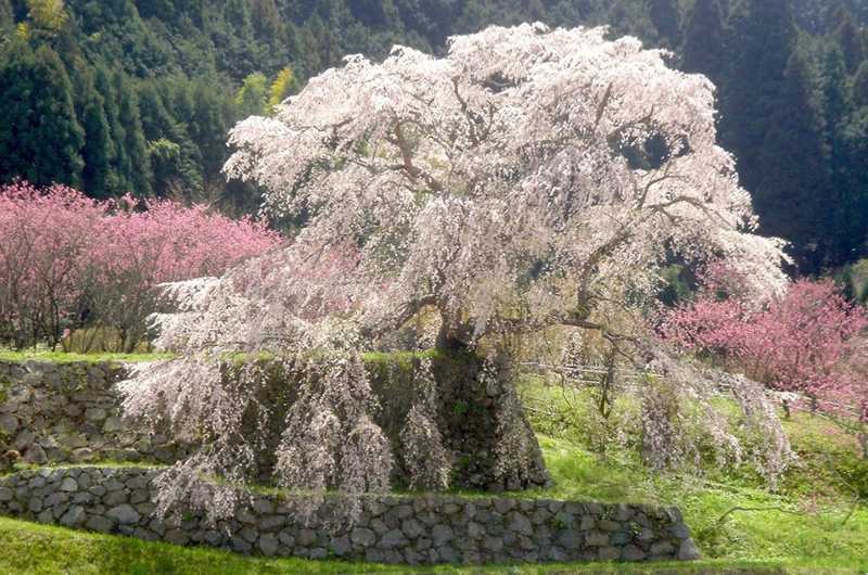 鳥見山公園の画像