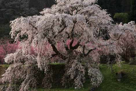 又兵衛桜の画像