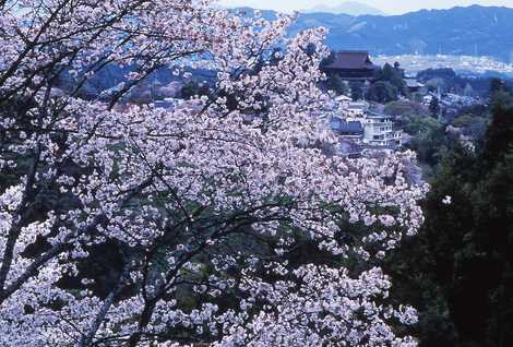 吉野山の画像