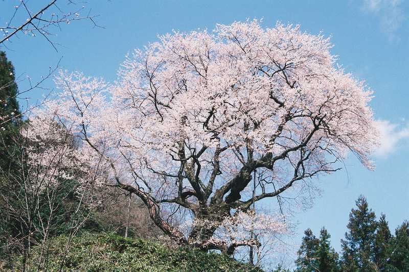 金谷の城山桜 益田 の施設情報 ゼンリンいつもnavi