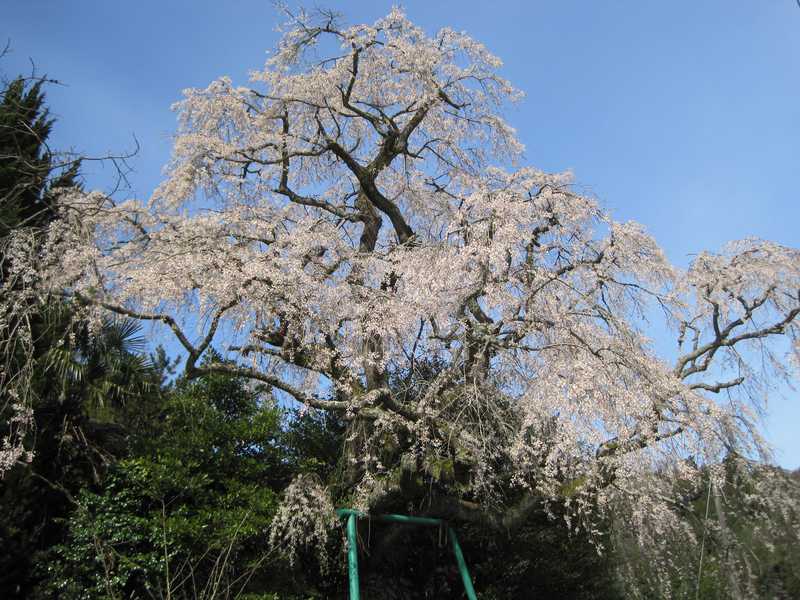 山本家の画像