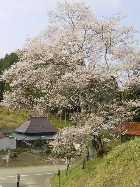 岩井畝の大桜の画像