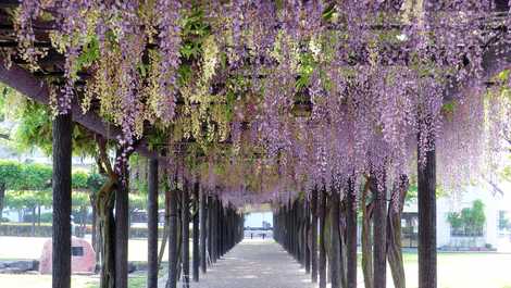 渋川公園 岡山 玉野 赤磐 花の名所 の施設情報 いつもnavi