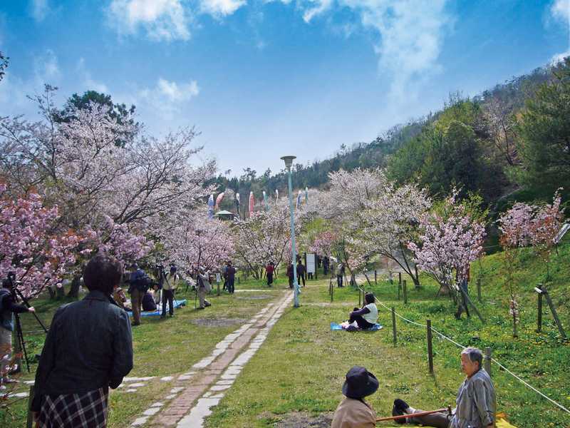 宗堂桜の画像