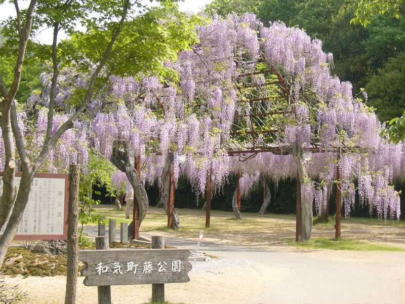 藤公園の画像