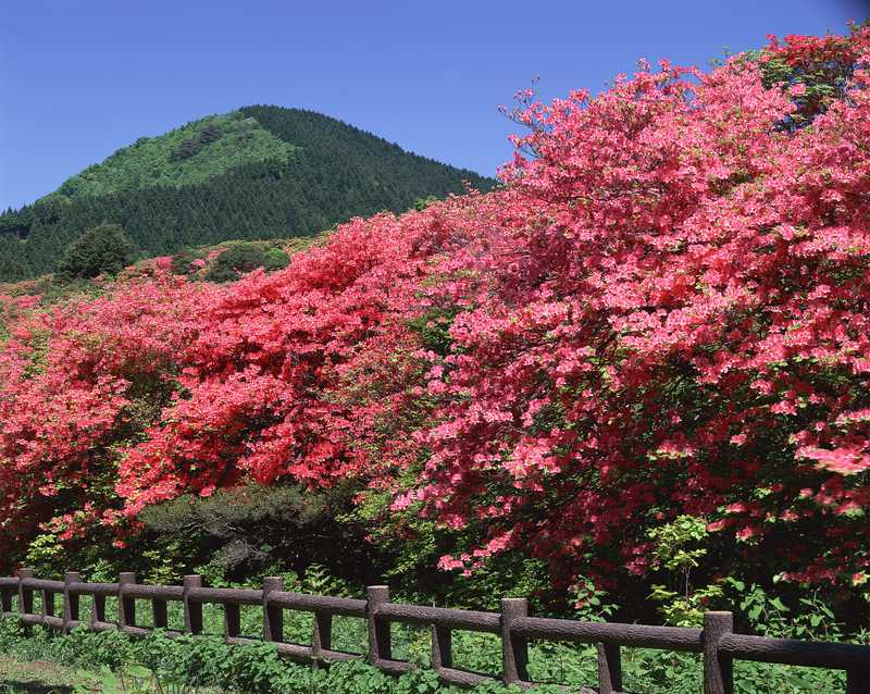 船窪つつじ公園 徳島県西部 の施設情報 ゼンリンいつもnavi