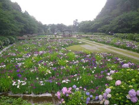 池田池公園 東予 花の名所 の施設情報 いつもnavi