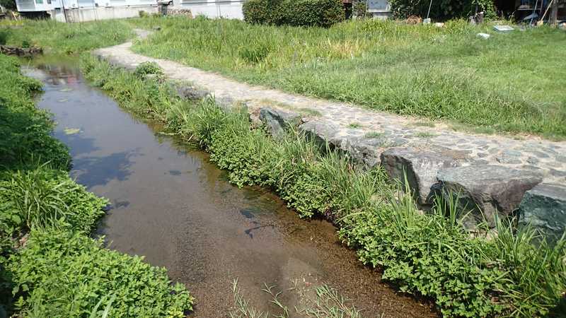 新谷菖蒲園の画像