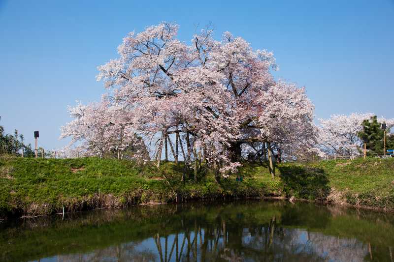 浅井の一本桜 久留米 甘木 の施設情報 ゼンリンいつもnavi