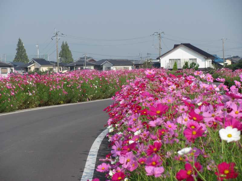 北野コスモス街道の画像