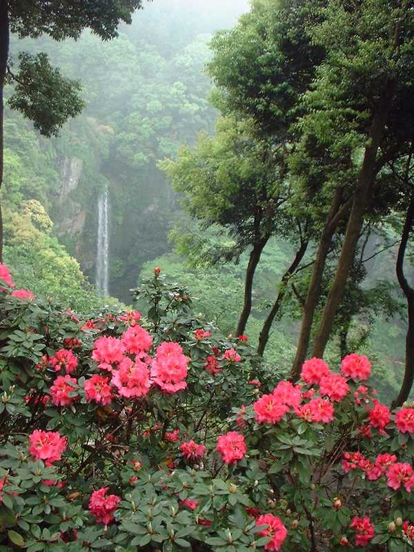 裏見の滝自然花苑の画像