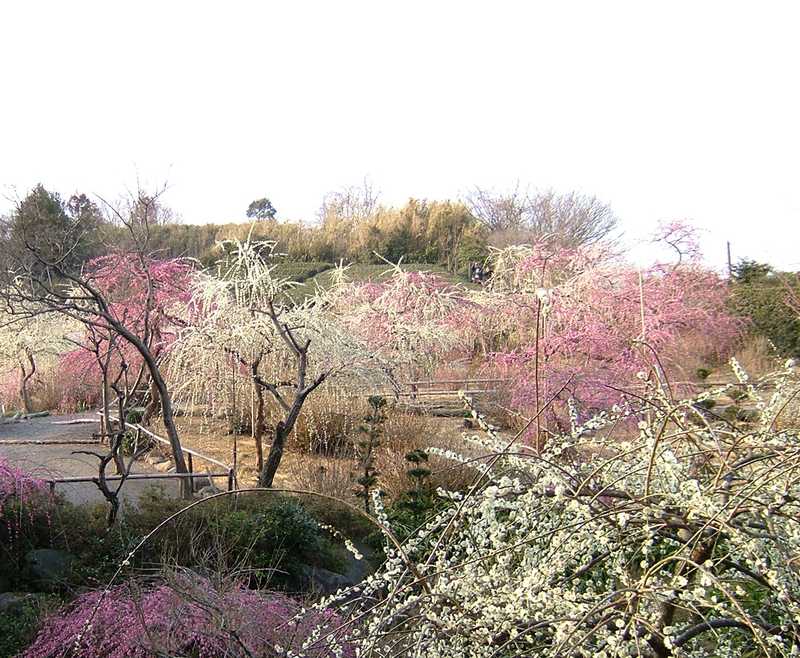 龍尾神社の画像