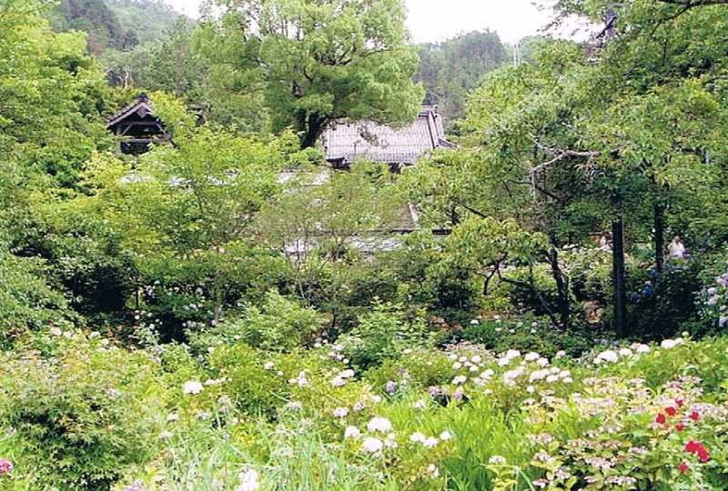 長法寺（あじさい寺）の画像