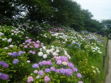 権現堂公園の画像