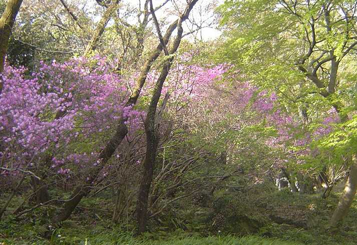 網代弁天山公園の画像