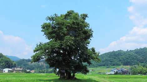 川北の大柿の画像