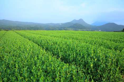 頴娃町の茶畑の画像