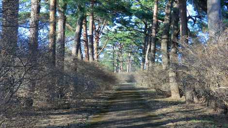 赤城神社参道の画像