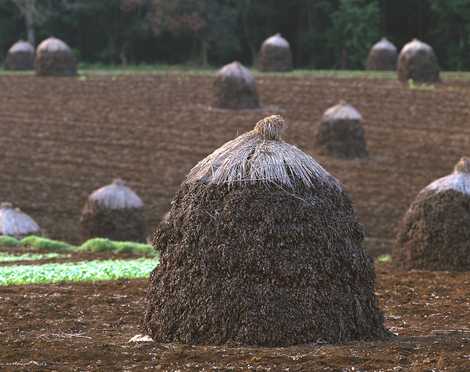 落花生の野積み ぼっち 成田 佐倉 景観地 展望台 灯台 の施設情報 いつもnavi