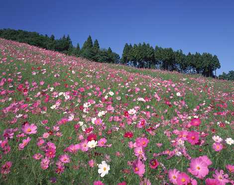 夢の平高原の画像