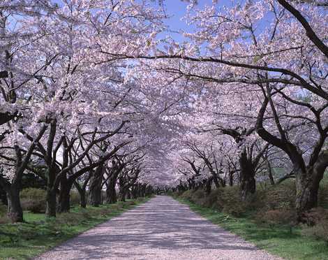 北上展勝地 北上展勝地の画像